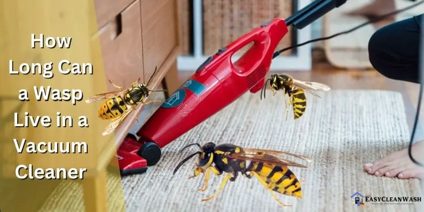 how long can a wasp live in a vacuum cleaner