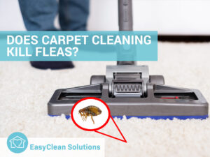 Will a Steam Cleaner Kill Fleas