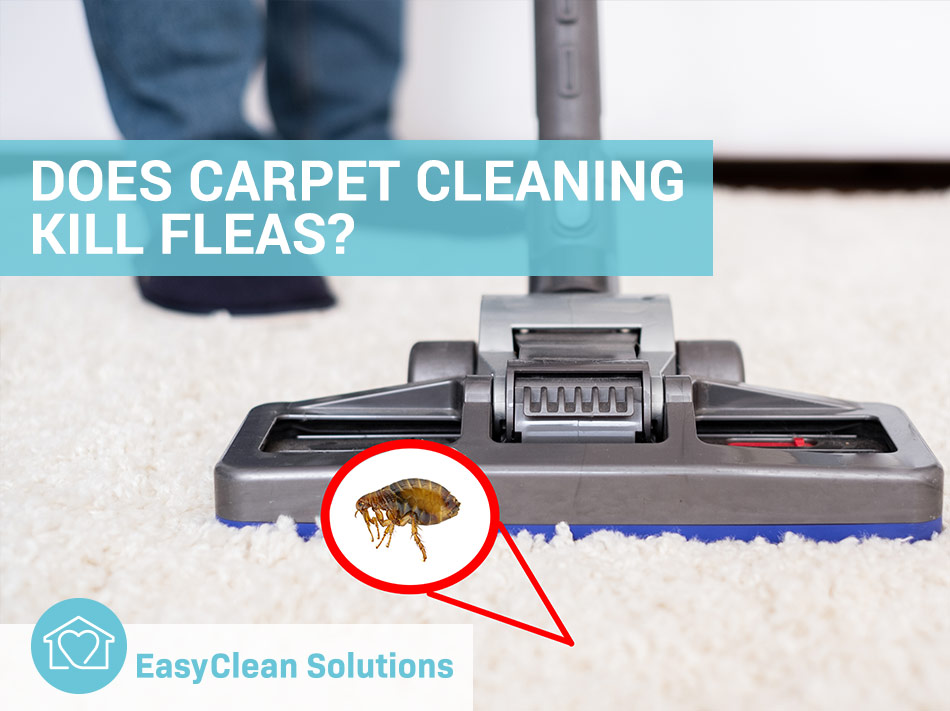 Will a Steam Cleaner Kill Fleas